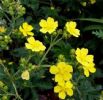 Potentilla Chinensis Extract (Sales6 At Lgberry Dot Com Dot Cn)